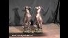 Pair Large Art Deco Bronze Greyhounds